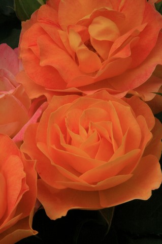 roses